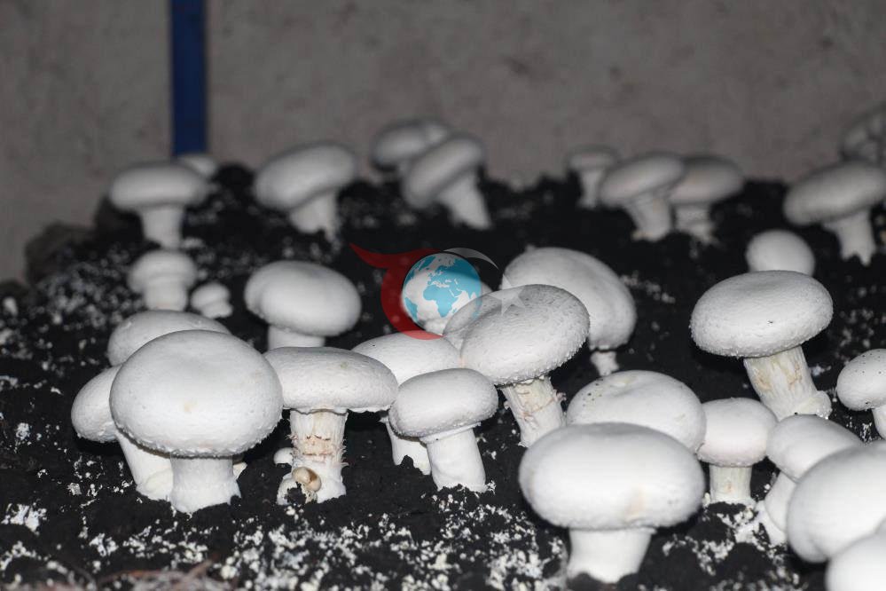 Dededen kalma mağaraya tesis kurdu: Yılda 3 ton üretiyor