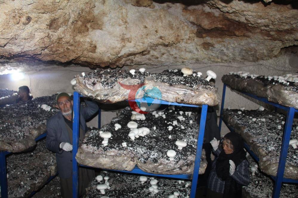 Dededen kalma mağaraya tesis kurdu: Yılda 3 ton üretiyor