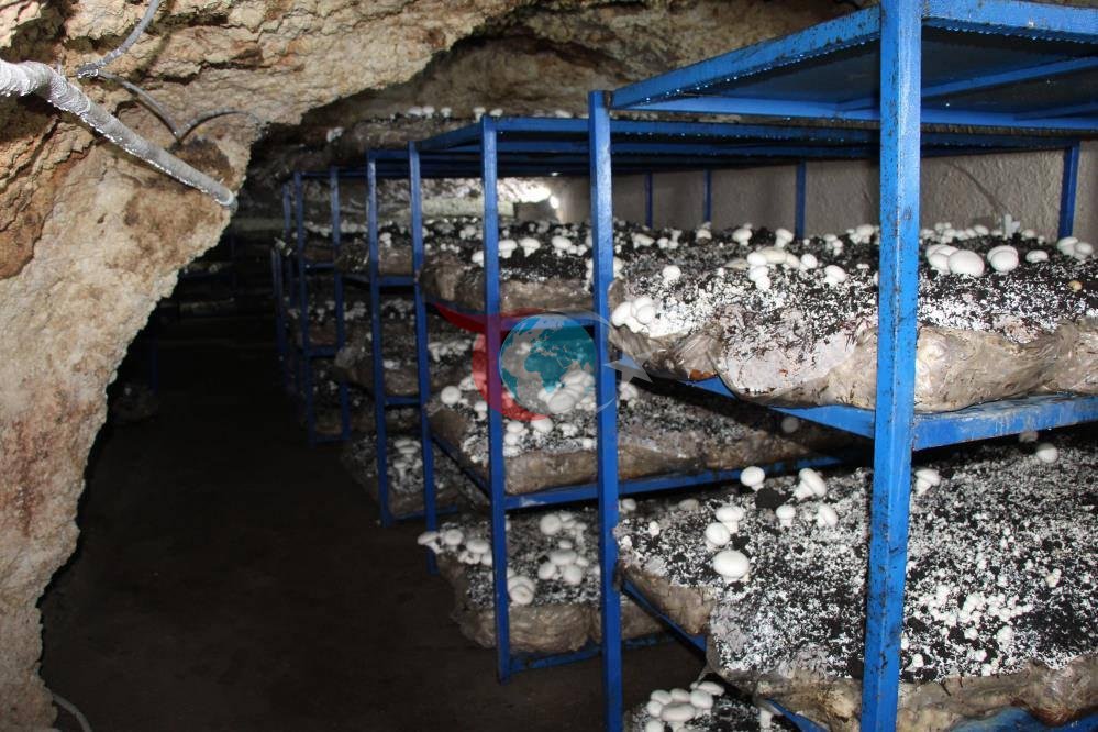 Dededen kalma mağaraya tesis kurdu: Yılda 3 ton üretiyor