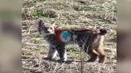 Yer: Sivas! Ormanın hayaleti 'vaşak' böyle görüntülendi! 'Doğadan nadir yaşanan bir an'