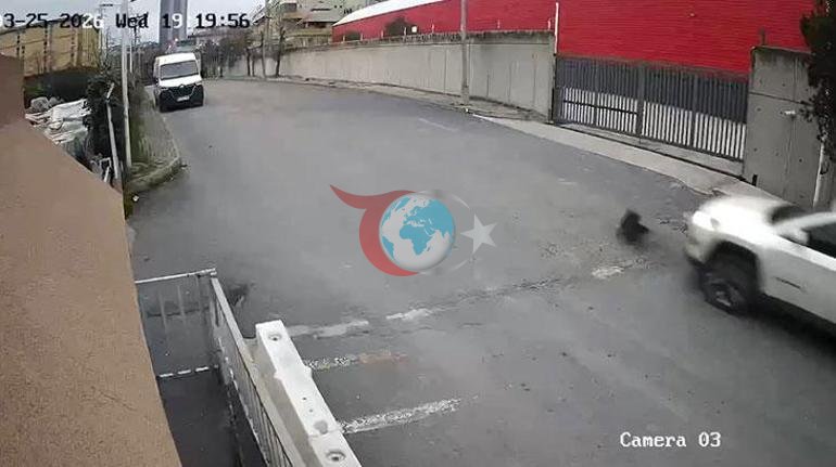 Avcılarda bir sürücü köpeği ezdi, yoluna devam etti