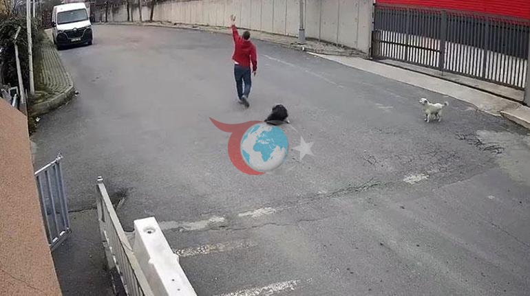 Avcılarda bir sürücü köpeği ezdi, yoluna devam etti