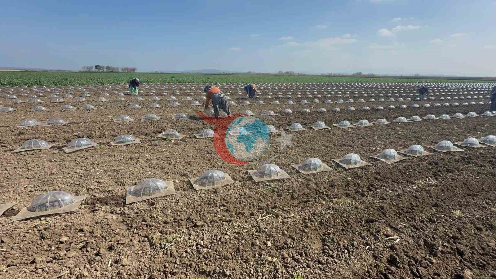 Karacabey Ovası’nda turfanda karpuz ekimi başladı