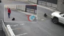Avcılar'da bir sürücü köpeği ezdi, yoluna devam etti
