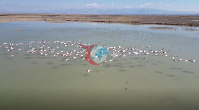 Kayseri’de flamingo şöleni: Hürmetçi ve Sultan Sazlığı’nda binlerce kuş görüntülendi
