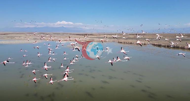 Kayseri’de flamingo şöleni: Hürmetçi ve Sultan Sazlığı’nda binlerce kuş görüntülendi