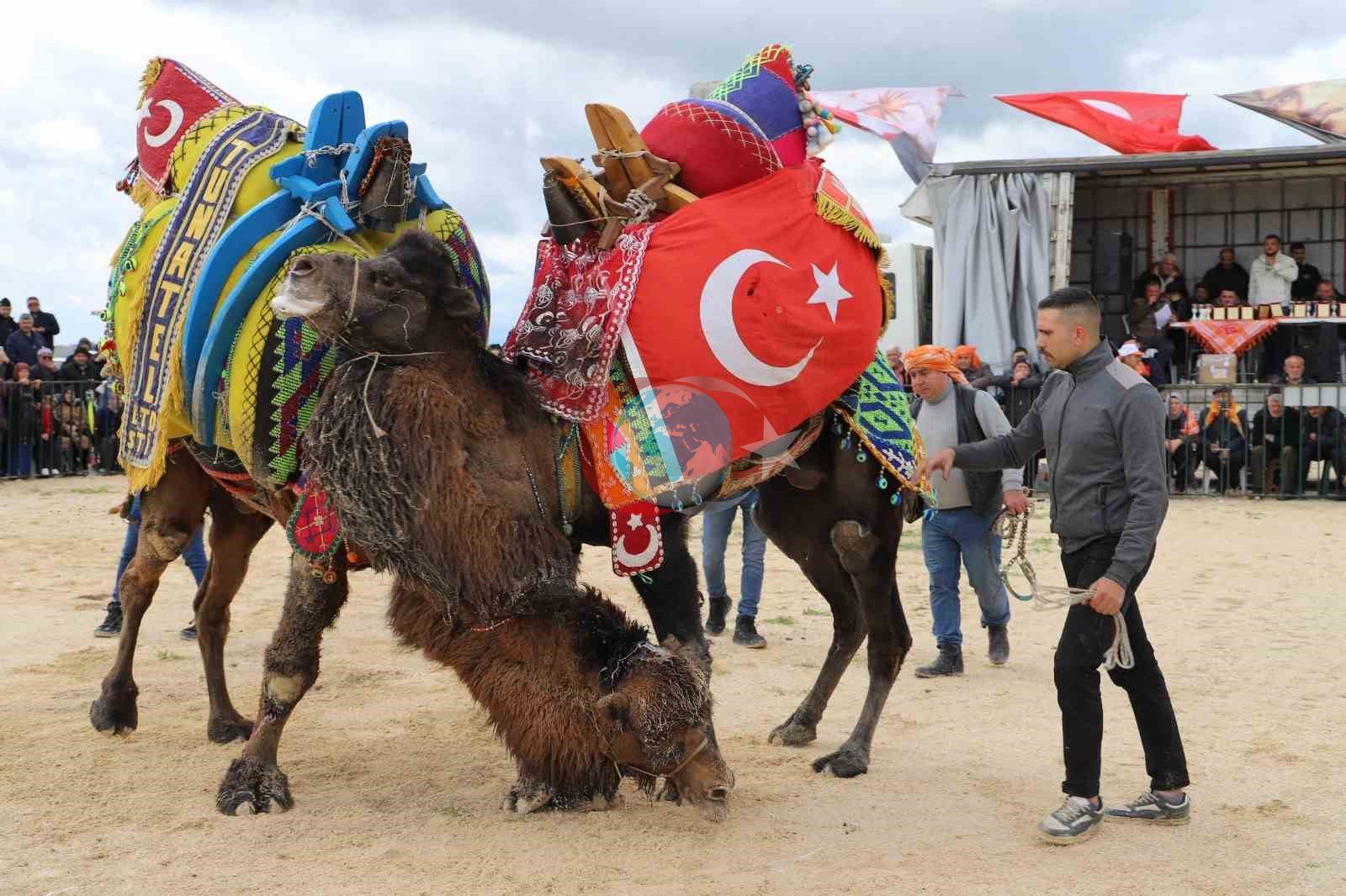 Saruhanlı&rsquo;da deve güreşlerine binlerce vatandaş akın etti