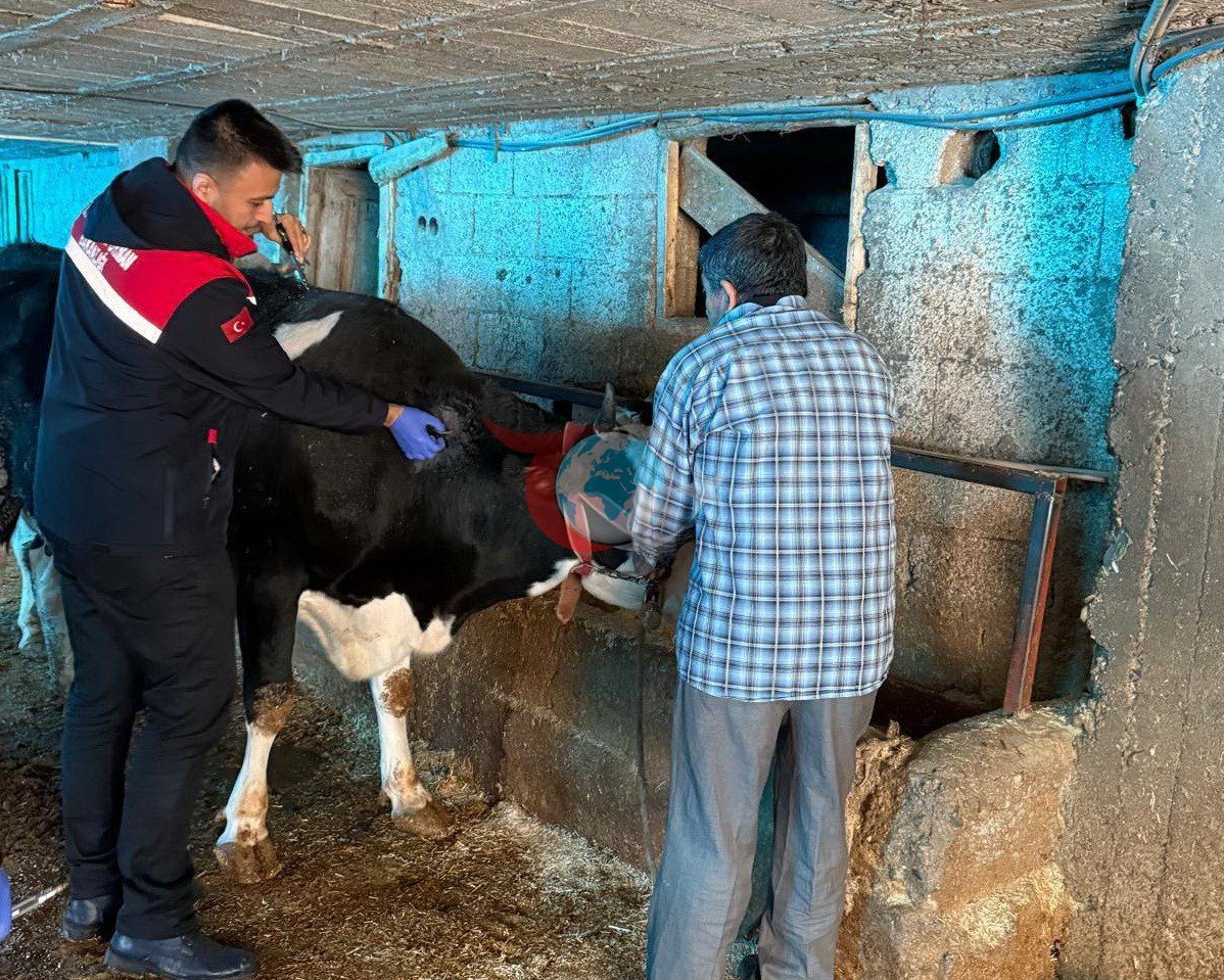 Zoonoz hastalıklarına karşı aşılama çalışmaları sürüyor
