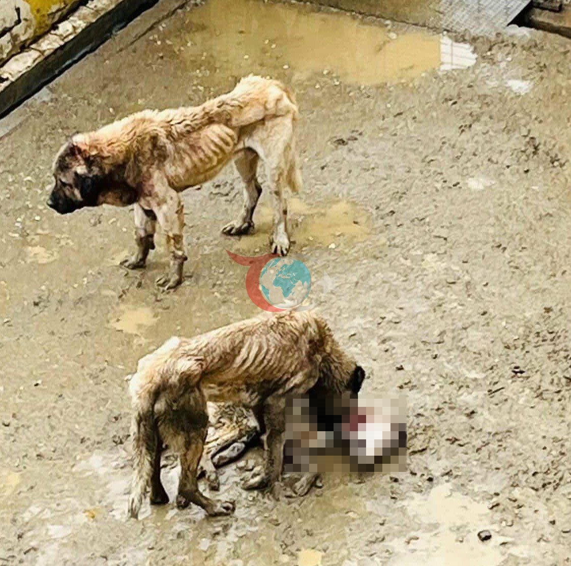 Bozüyük Barınağında Aç Bırakılan Köpekler Kendi Aralarında Besleniyor