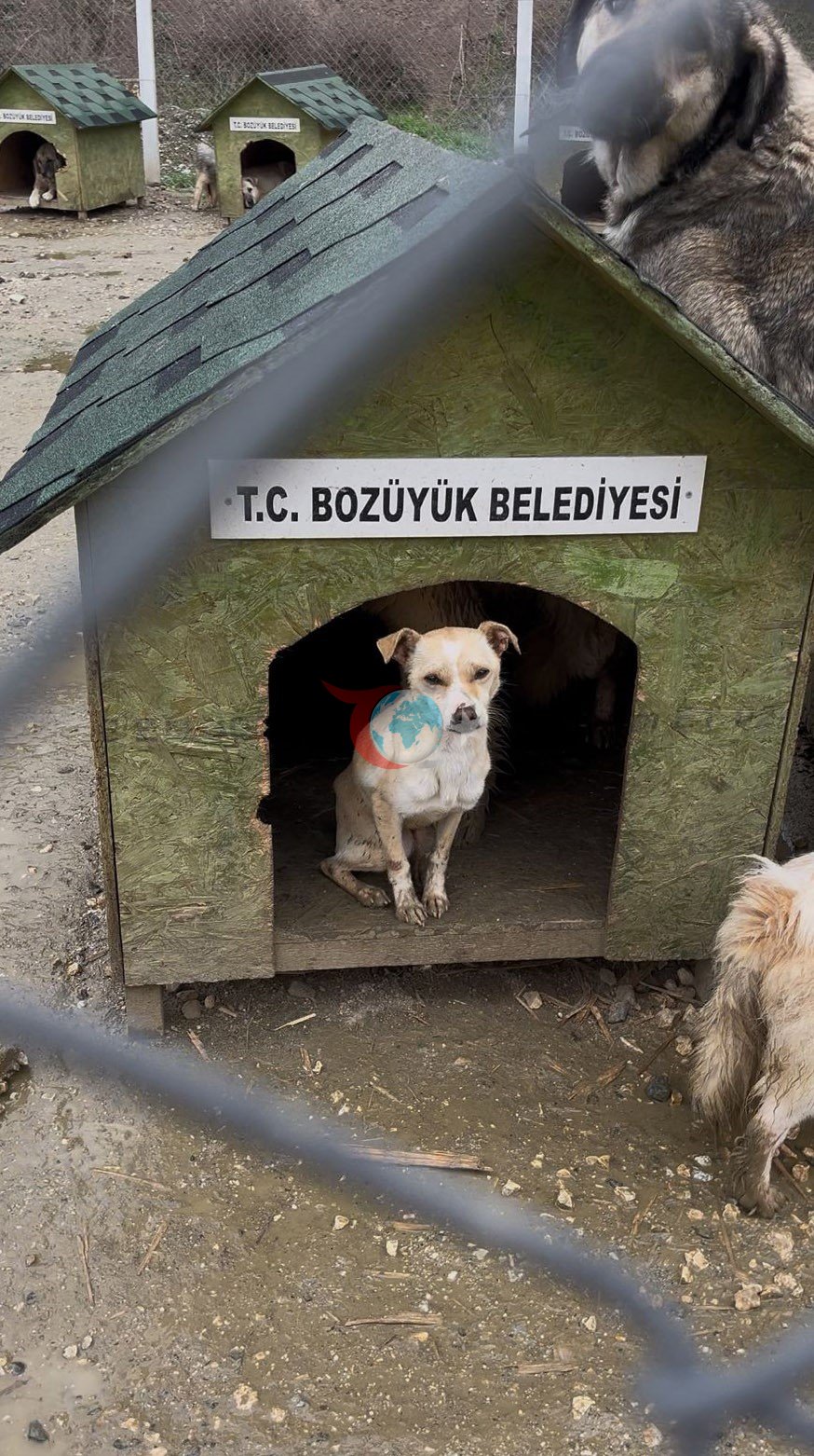 Bozüyük Belediyesi’ne ait barınakta aç kalan köpekler birbirini yedi