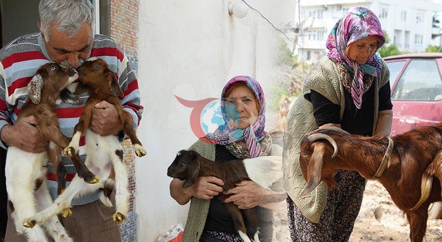 Komşusunun Şikayetiyle Sarsılan Çift: Bir Yıllık Emek Boşa Gitti