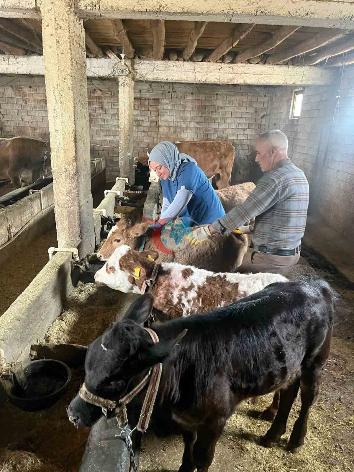 Elazığ’da şap aşılama çalışması sürüyor
