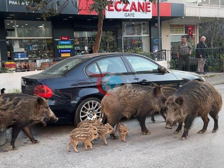 İzmir’de şaşırtan manzara: Domuzlar kedilerle yan yana Vatandaşlar tedirgin