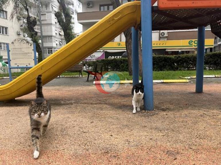 İzmir’de şaşırtan manzara: Domuzlar kedilerle yan yana Vatandaşlar tedirgin