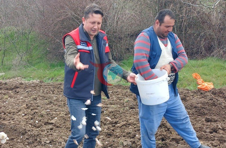 Köprücek Sarımsağı: Tavşanlı Çiftçilerine Ekonomik Destek