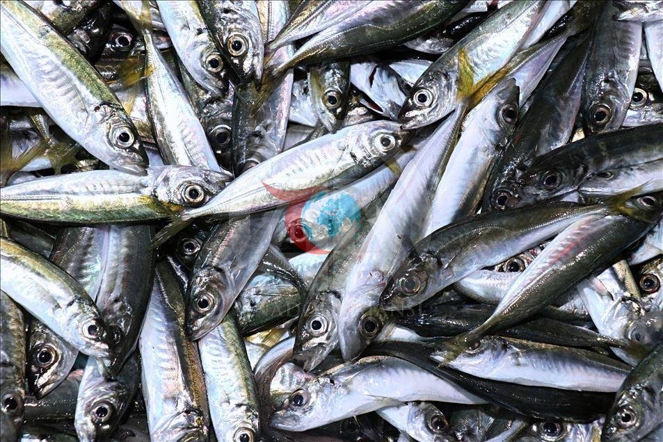 Rize'de Balık Fiyatları Artıyor: İstavrit 200 Liradan Satılıyor