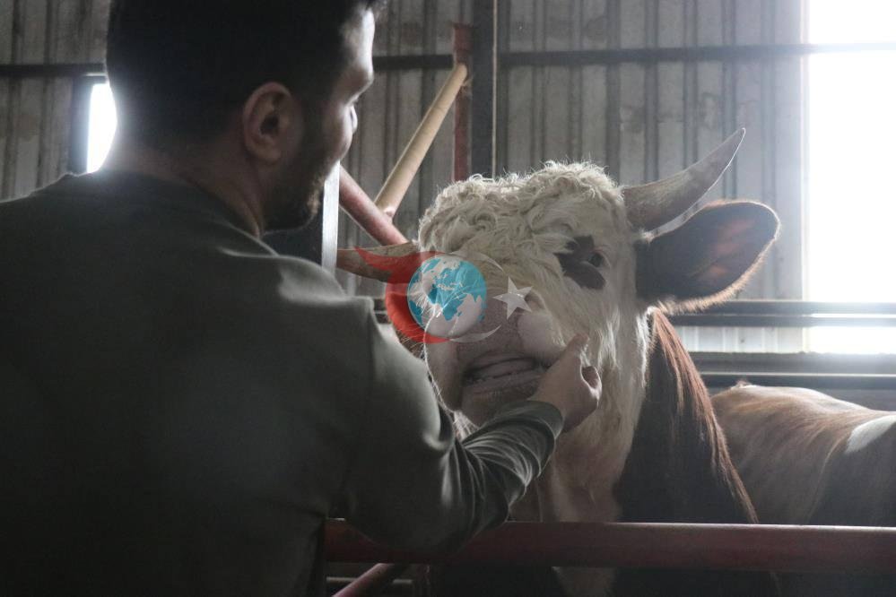 Kurbanlık alışverişi başladı: Erken rezervasyon rekor kırdı