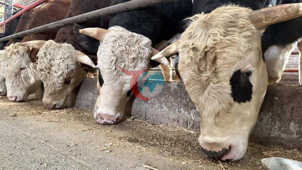 Kurbanlık alışverişi başladı: Erken rezervasyon rekor kırdı
