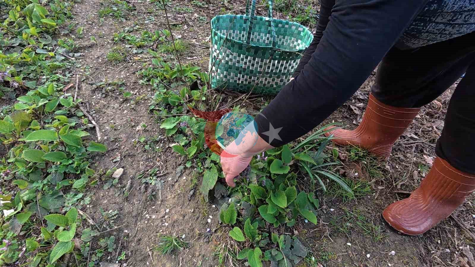 Sinop&rsquo;ta bahar aylarının lezzeti: Zılbıt pazarlarda ilgi görüyor