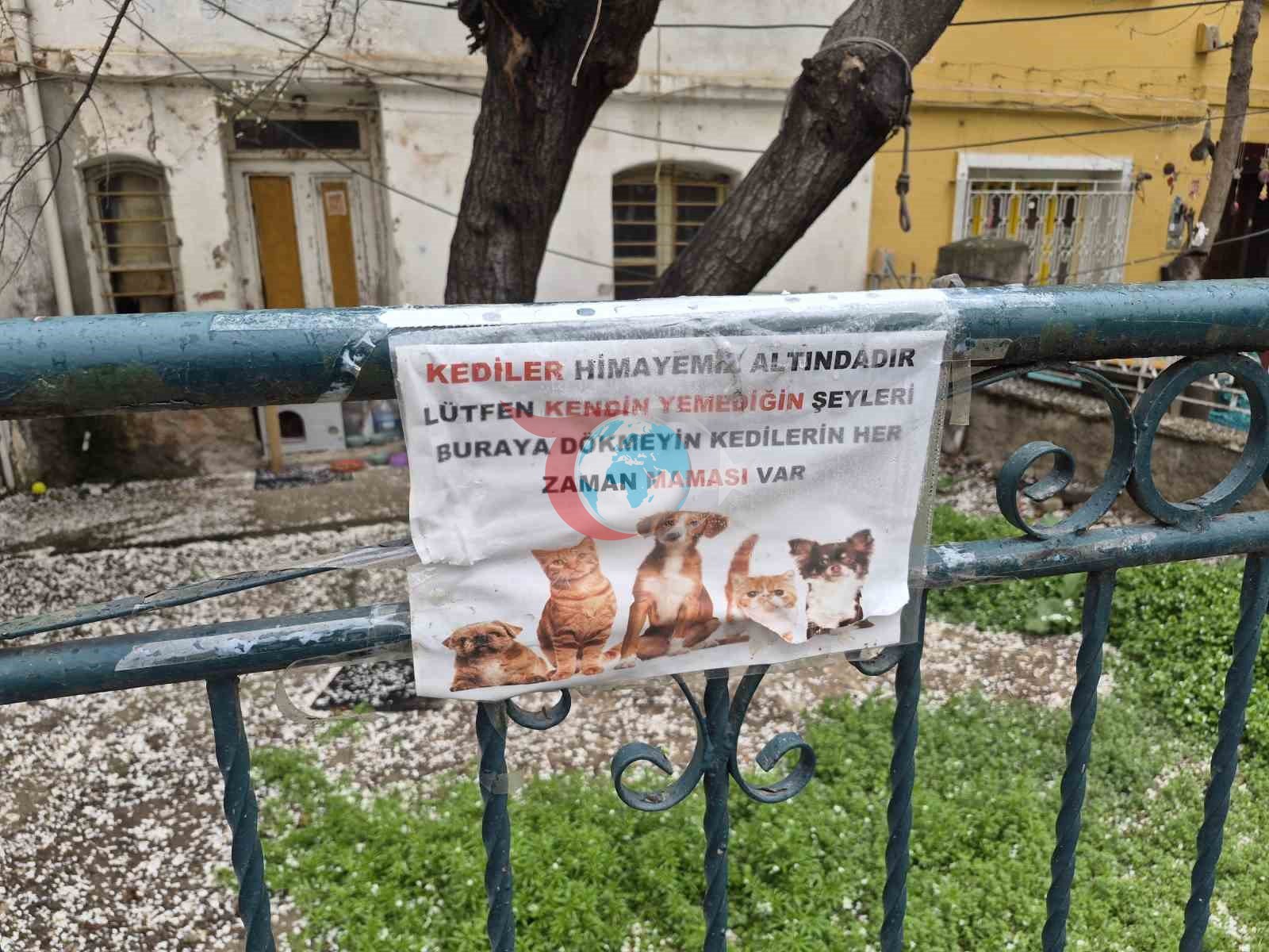 Hayvanseverlerden Duyarlı Mesaj: 'Kediler Bizim Gözetimimizde'