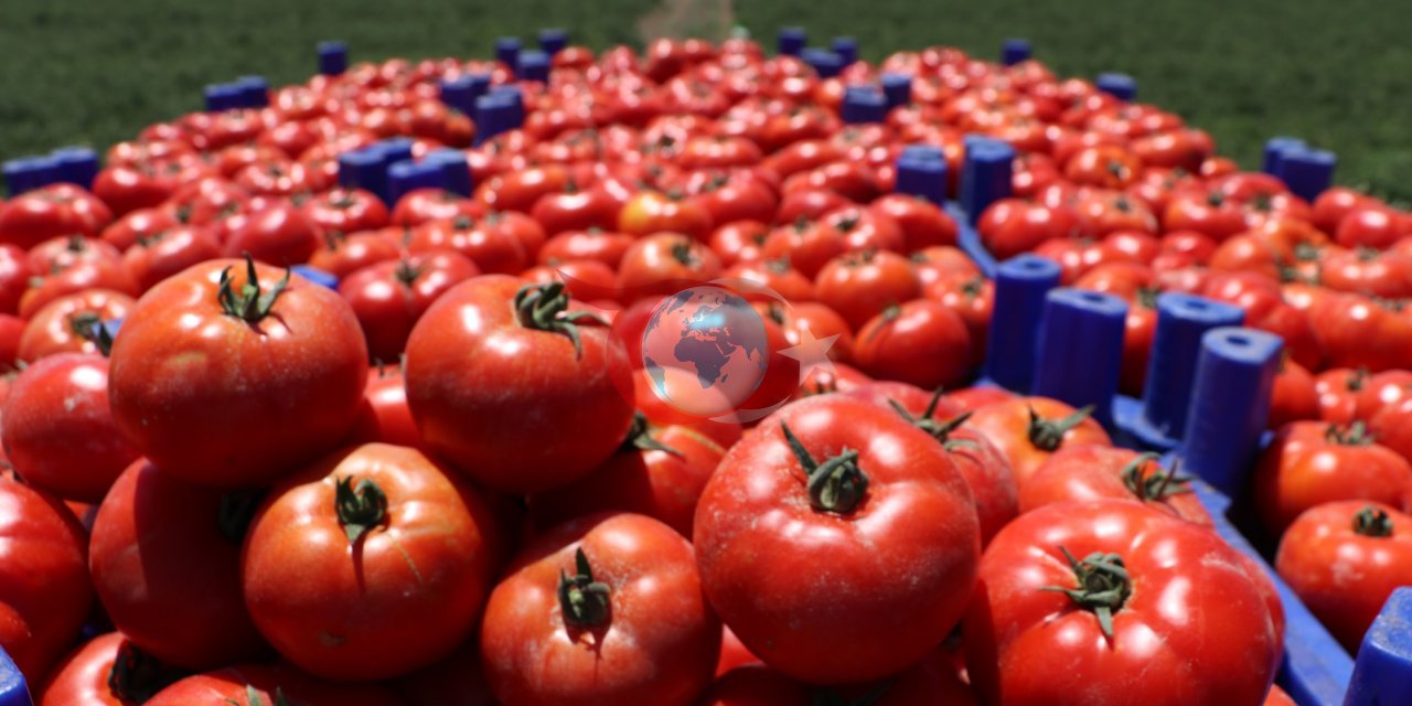 Domates TARLA - DİJİTAL TARIM PAZARYERİ