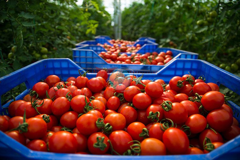 Akaryakıt ve nakliye maliyetlerinin artışı sebze fiyatlarını yükseltiyor - Son Dakika GastrOda Haberleri