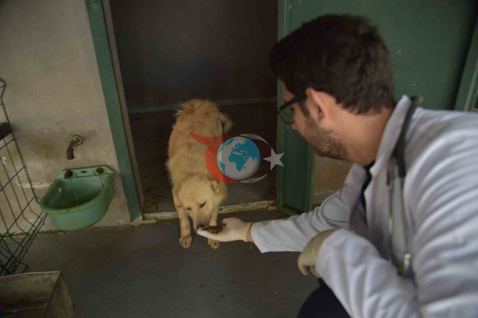 Bilecik Belediyesi Sokak Hayvanları Tedavi ve Rehabilitasyon Merkezi&rsquo;nde mutlu yaşam