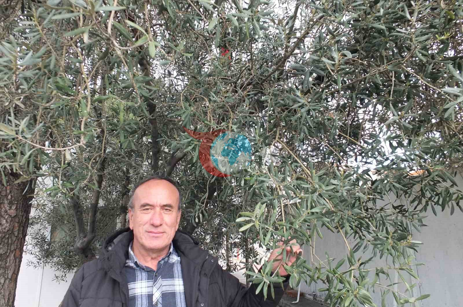 Balıkesir&rsquo;de nisan yağmurları zeytincileri sevindirdi