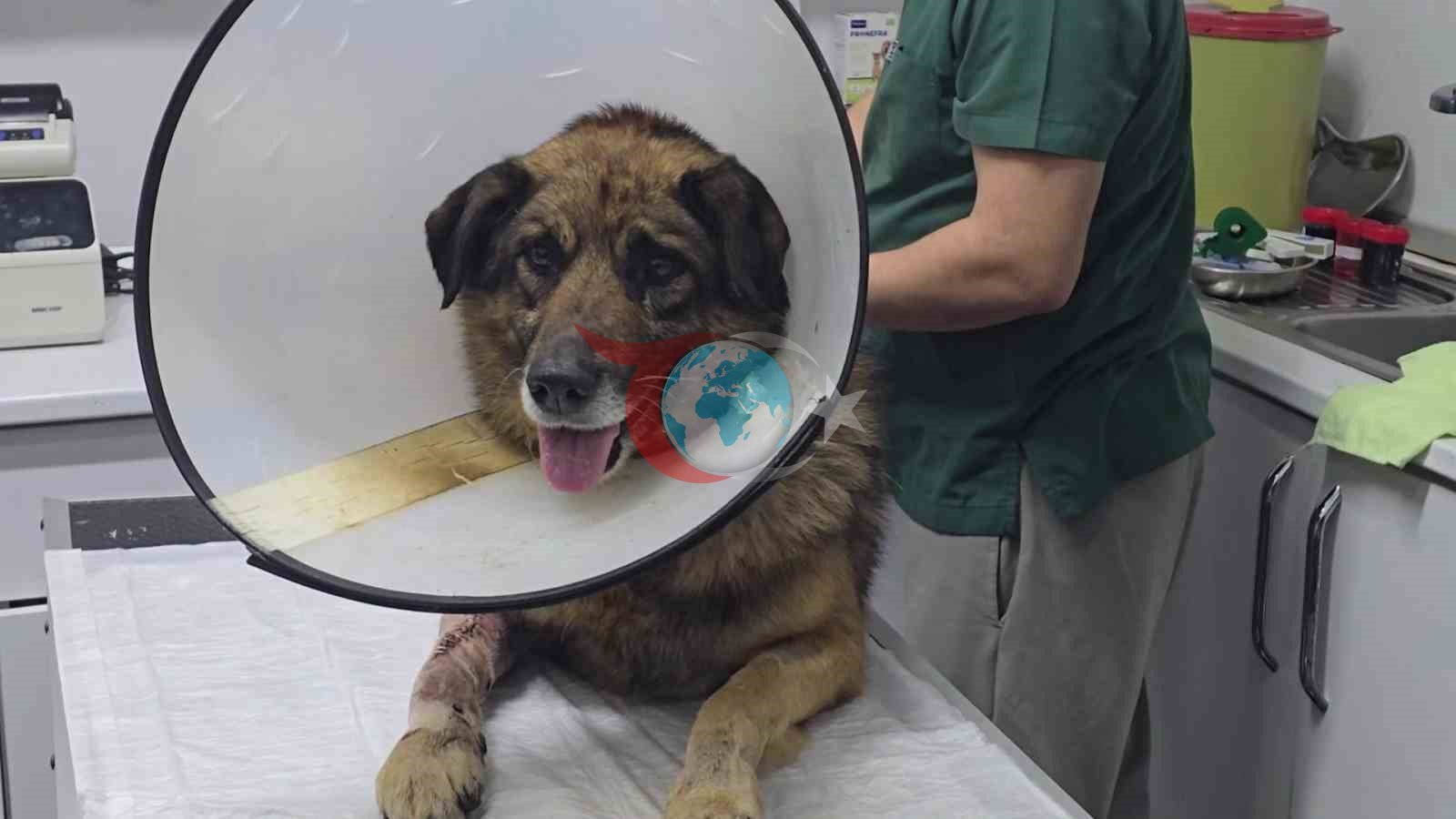 Kahraman Köpek Kurşun, Hayata Yeniden Merhaba Dedi