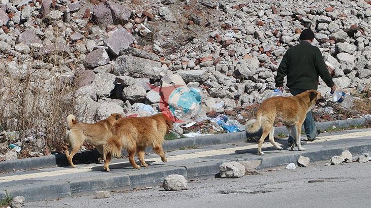 İstanbul Valiliği'nden Belediyelere Sokak Köpekleri İçin Yeni Yönerge