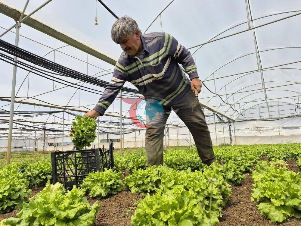 Tarlada 15, tezgahta 100 TL! Fiyatlardaki aracı' vurgununa isyan