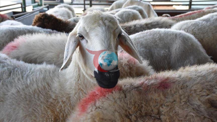 Büyükbaş ve küçükbaş piyasası belli oldu: İşte 2026 kurbanlık fiyatları