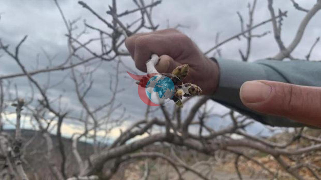 Antep Fıstığı Üreticileri Yağışlarla Rahat Bir Nefes Aldı