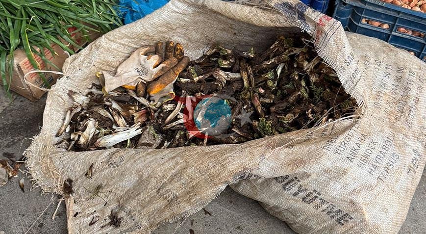 Doğal Ortamda Büyüyen Kengerin Kilosu 250 TL'ye Ulaşıyor