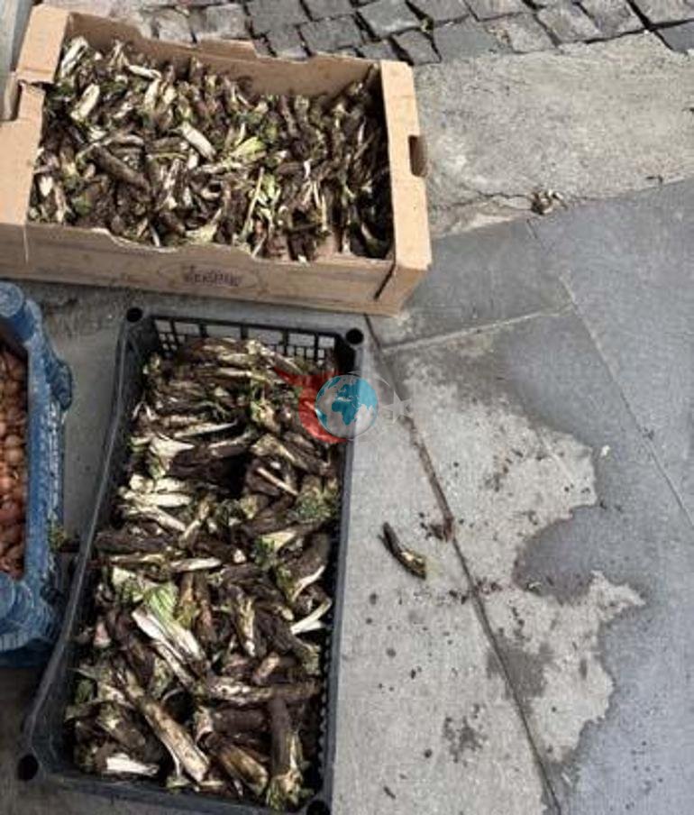 Doğada kendiliğinden yetişiyor Kilosu 250 liradan satılıyor