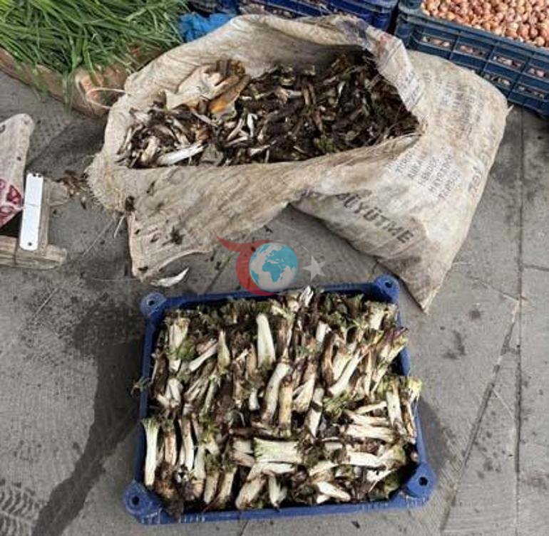 Doğada kendiliğinden yetişiyor Kilosu 250 liradan satılıyor