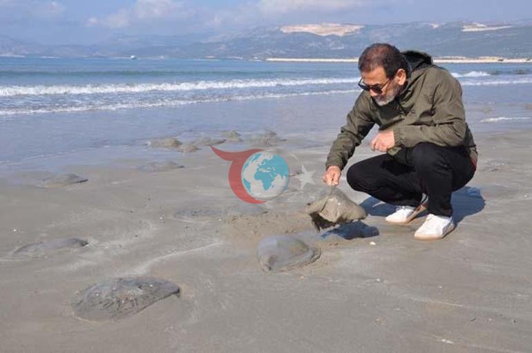 Binlercesi bir anda ortaya çıktı, kıyıyı sardı Mersinde şaşkına çeviren görüntü