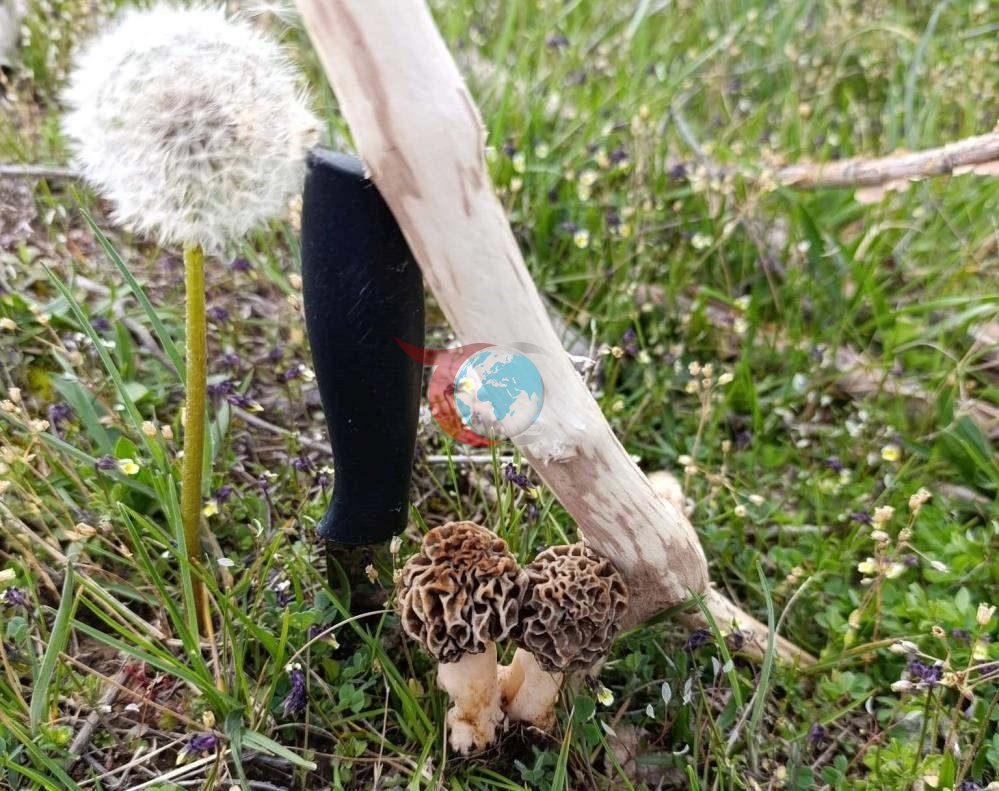 Yağmur yağdı servet fışkırdı! 'Doğanın eti' bin liradan kapışılıyor