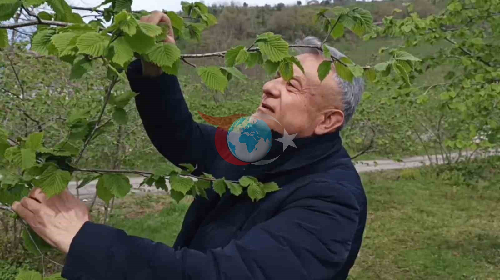 Giresun&rsquo;da fındıkta don riski yok, üreticiyi kokarca korkutuyor