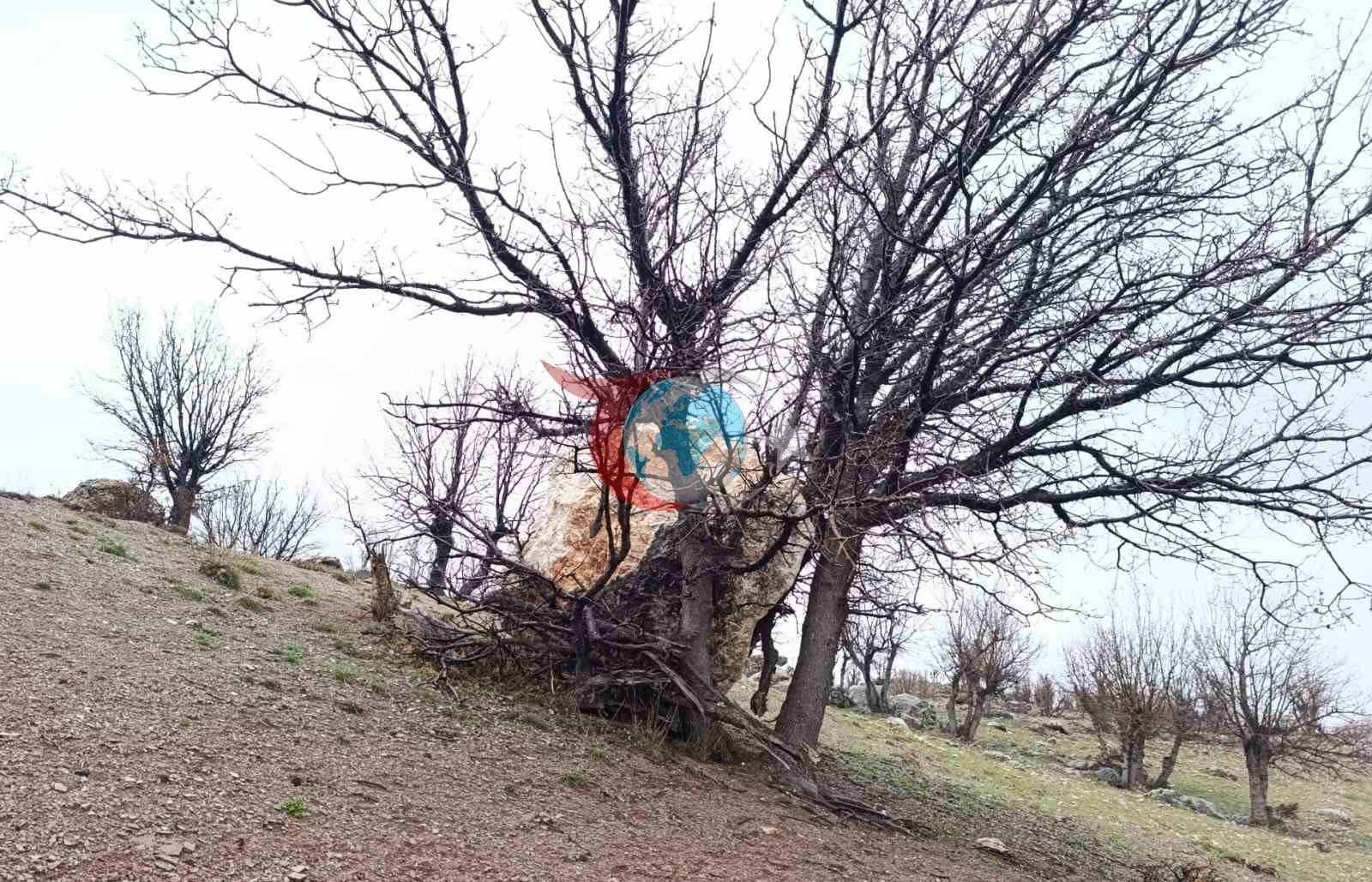 Yuvarlanan kaya parçasını ağaç tuttu
