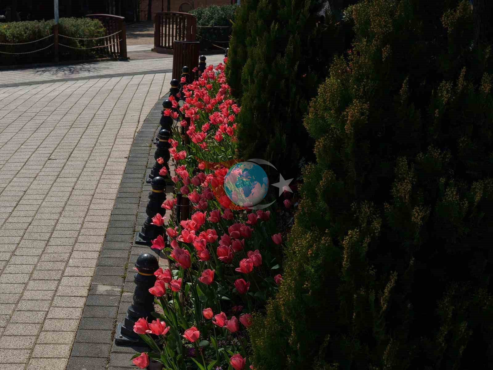 İstanbul&rsquo;da lale zamanı başladı, Pendik Korusu&rsquo;nda renk cümbüşü yaşandı