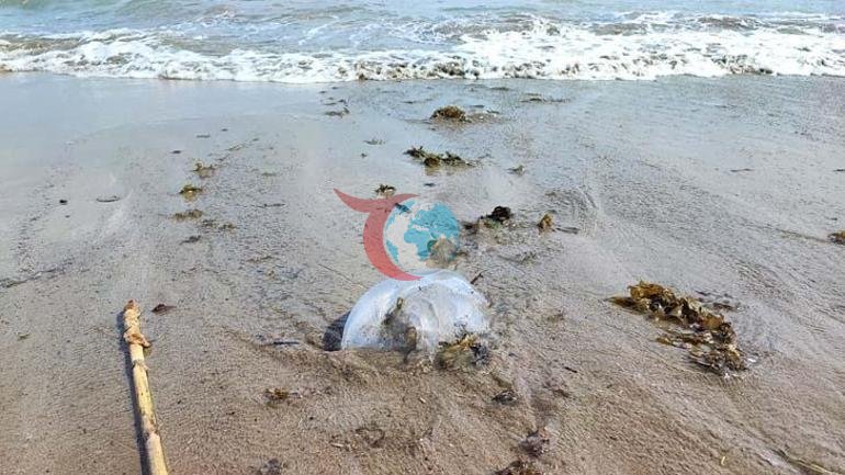 Bazı türlerin ise daha ciddi alerjik reaksiyonlara neden olabileceği belirtildi.