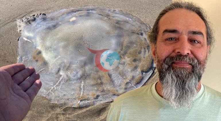 Bir kentte daha Sahil şeridini istila ettiler: ‘Ciddi alerjik reaksiyonlara neden olabilir’