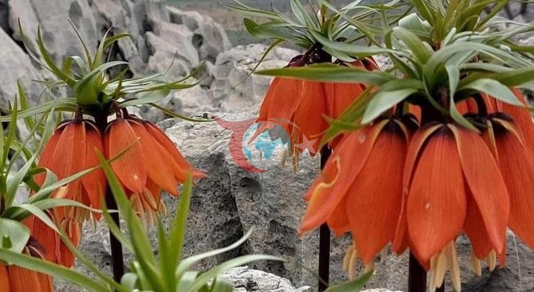 Yöre halkı başında nöbet bekliyor Tek bir hata 700 bin TLye mal oluyor