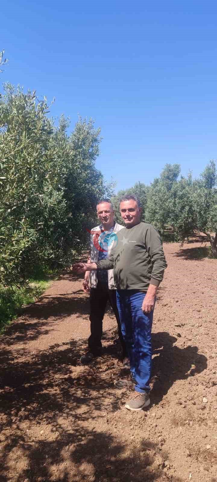 Didim’de zeytin üreticilerine zararlı uyarısı