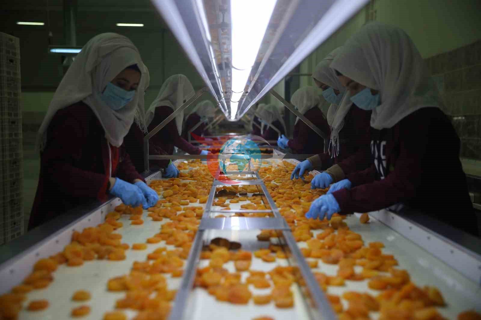 Malatya’da kayısı ihracatı Mart ayında 20 milyon doları aştı