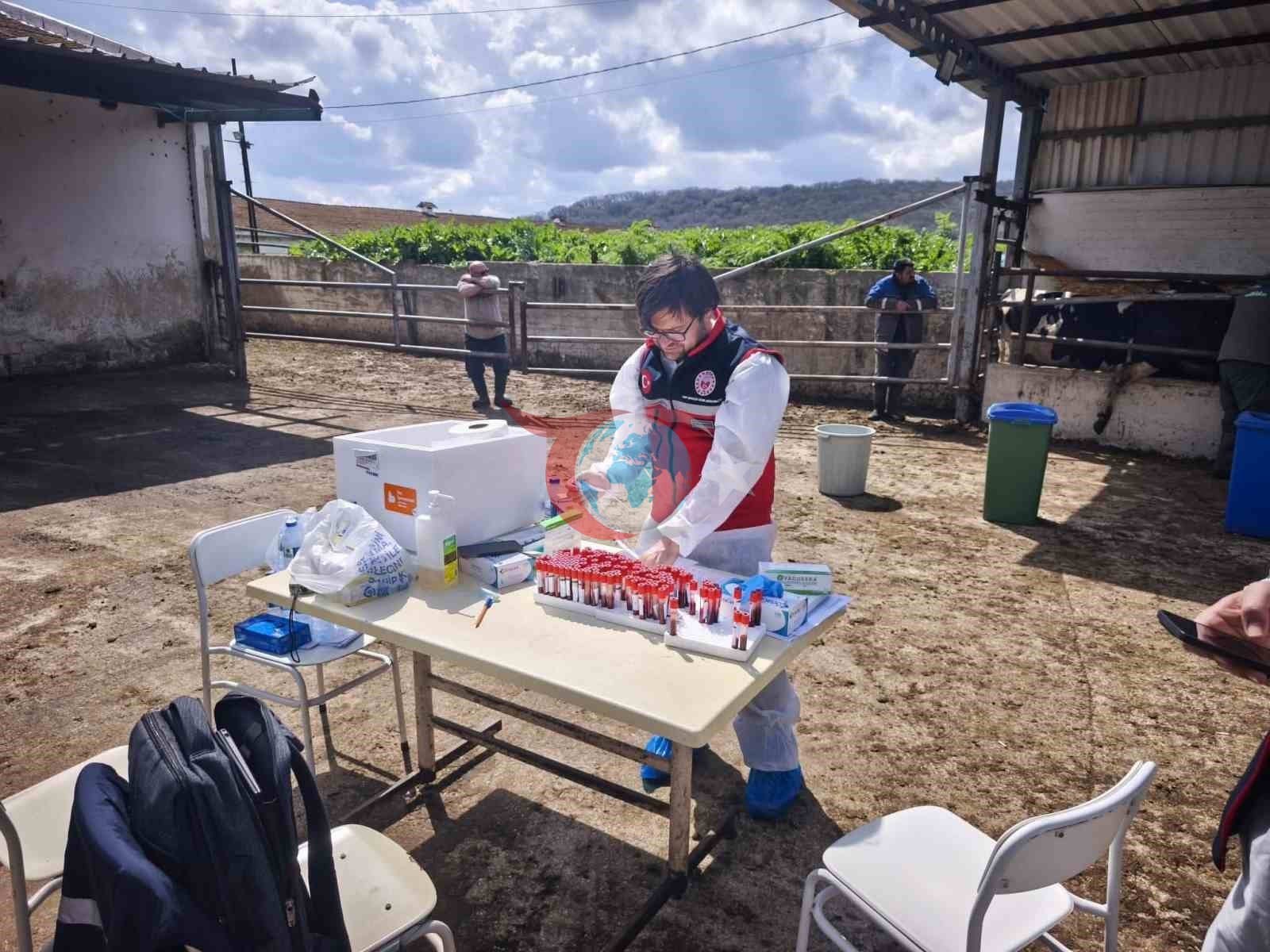 Tekirdağ&rsquo;da ithal damızlık hayvanlar için sıkı sağlık denetimi