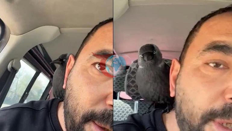 Düzce’de ilginç anlar Hareket halindeki otomobile konan karga, sürücünün omzuna kadar geldi