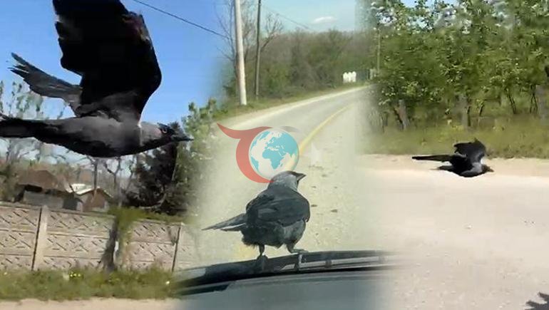 Düzce’de ilginç anlar Hareket halindeki otomobile konan karga, sürücünün omzuna kadar geldi