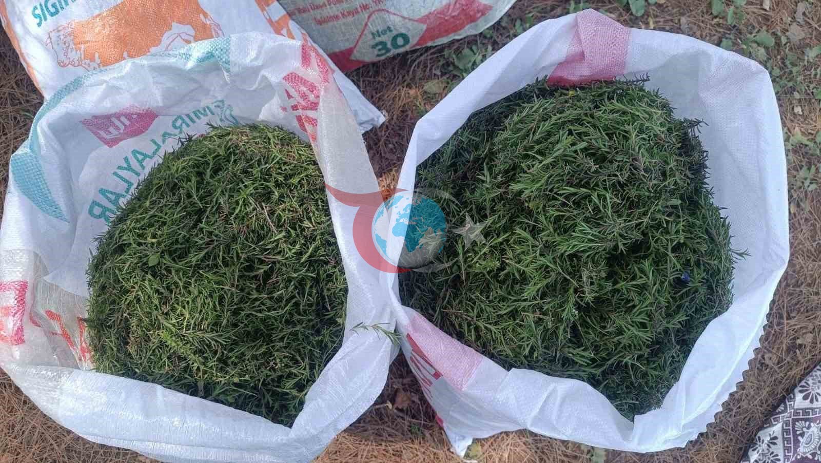 Altınözü&rsquo;nde zahter hasadı başladı